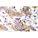 Anti-VEGFR2/Flk-1 (phospho-Y1175) Antibody from Bioworld Technology (BS5039) - Antibodies.com