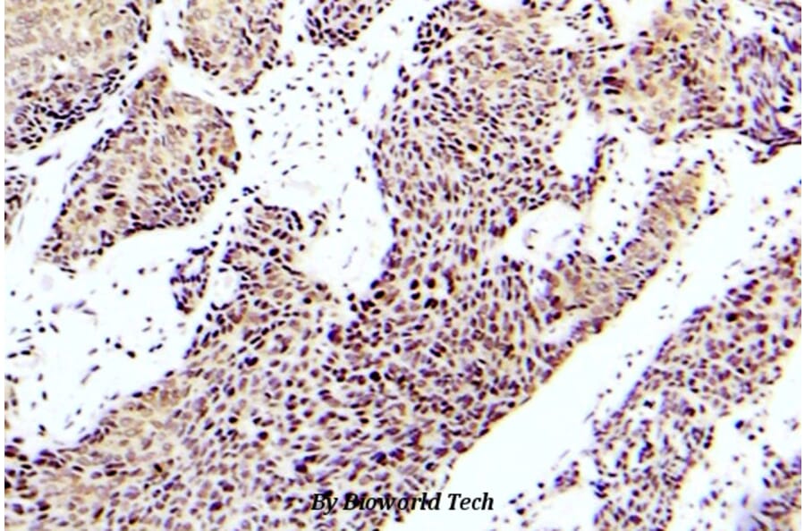Anti-ASK1 (phospho-S83) Antibody from Bioworld Technology (BS5054) - Antibodies.com