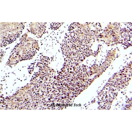 Anti-ASK1 (phospho-S83) Antibody from Bioworld Technology (BS5054) - Antibodies.com