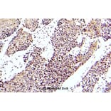 Anti-ASK1 (phospho-S83) Antibody from Bioworld Technology (BS5054) - Antibodies.com