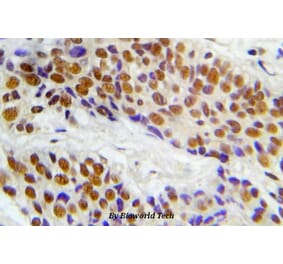 Anti-ASK1 (phospho-S966) Antibody from Bioworld Technology (BS5055) - Antibodies.com