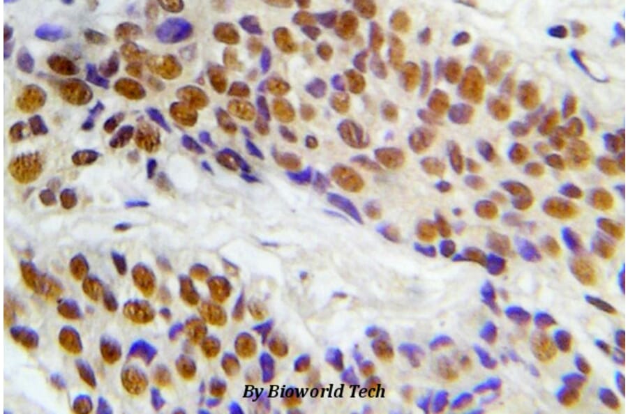 Anti-ASK1 (phospho-S966) Antibody from Bioworld Technology (BS5055) - Antibodies.com