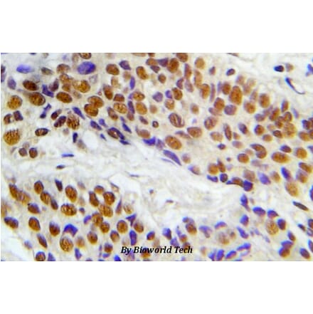 Anti-ASK1 (phospho-S966) Antibody from Bioworld Technology (BS5055) - Antibodies.com