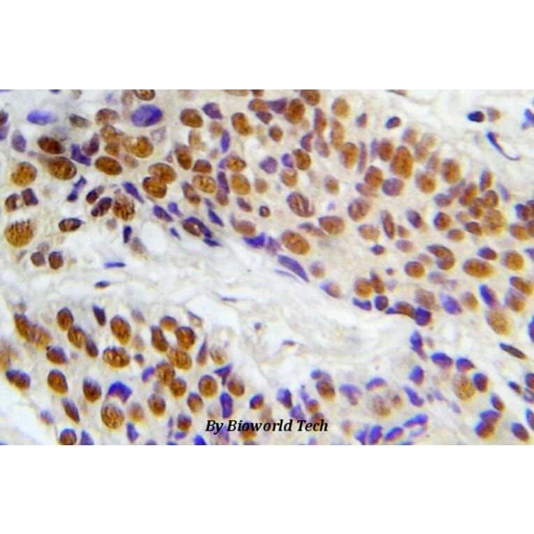 Anti-ASK1 (phospho-S966) Antibody from Bioworld Technology (BS5055) - Antibodies.com