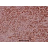Anti-Catenin-β Antibody from Bioworld Technology (BS5056) - Antibodies.com