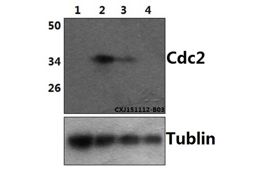 Anti-Cdk1/Cdc2 (phospho-Y15) Antibody from Bioworld Technology (BS5058) - Antibodies.com