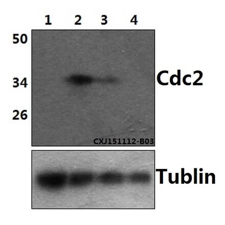 Anti-Cdk1/Cdc2 (phospho-Y15) Antibody from Bioworld Technology (BS5058) - Antibodies.com
