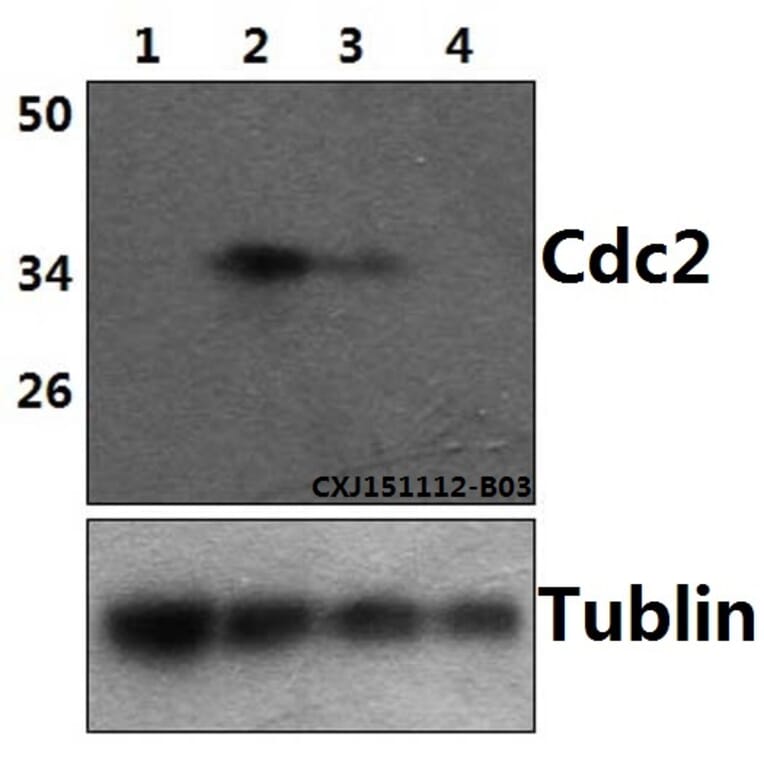 Anti-Cdk1/Cdc2 (phospho-Y15) Antibody from Bioworld Technology (BS5058) - Antibodies.com
