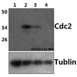 Anti-Cdk1/Cdc2 (phospho-Y15) Antibody from Bioworld Technology (BS5058) - Antibodies.com