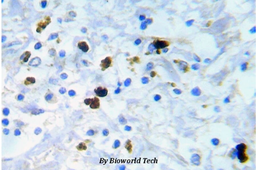 Anti-Cdk1/Cdc2 (phospho-Y15) Antibody from Bioworld Technology (BS5058) - Antibodies.com