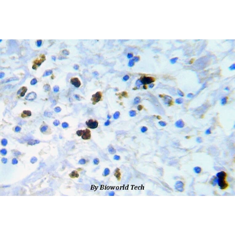Anti-Cdk1/Cdc2 (phospho-Y15) Antibody from Bioworld Technology (BS5058) - Antibodies.com