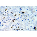 Anti-Cdk1/Cdc2 (phospho-Y15) Antibody from Bioworld Technology (BS5058) - Antibodies.com