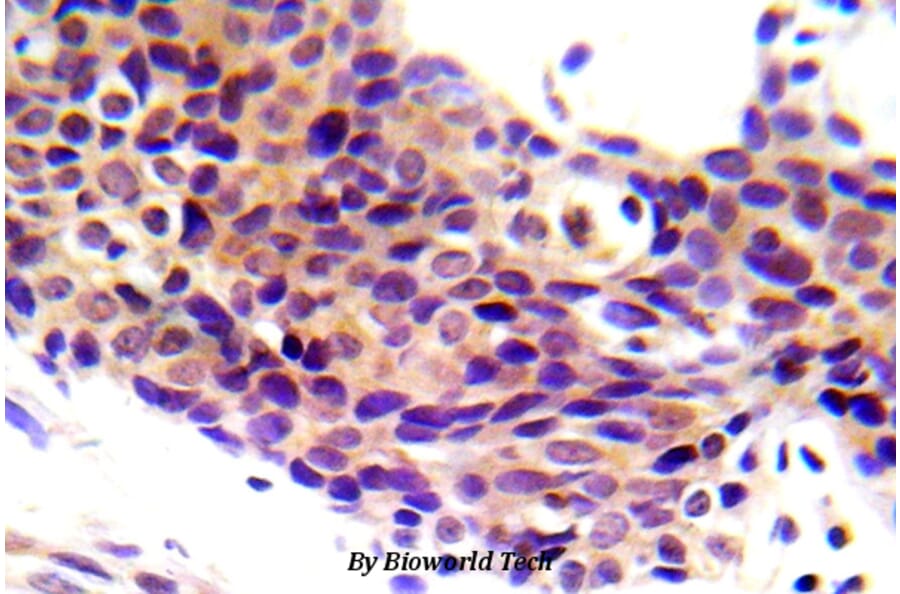 Anti-Chk1 (phospho-S345) Antibody from Bioworld Technology (BS5059) - Antibodies.com