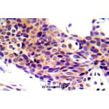 Anti-Chk1 (phospho-S345) Antibody from Bioworld Technology (BS5059) - Antibodies.com