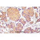 Anti-Cofilin 1 (phospho-S3) Antibody from Bioworld Technology (BS5063) - Antibodies.com
