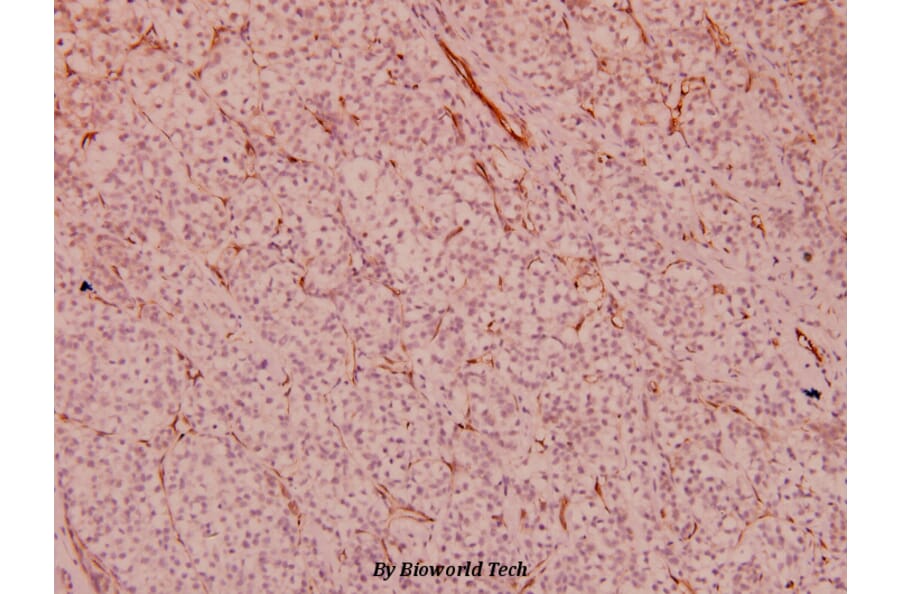 Anti-Crk2 (phospho-Try221) Antibody from Bioworld Technology (BS5064) - Antibodies.com