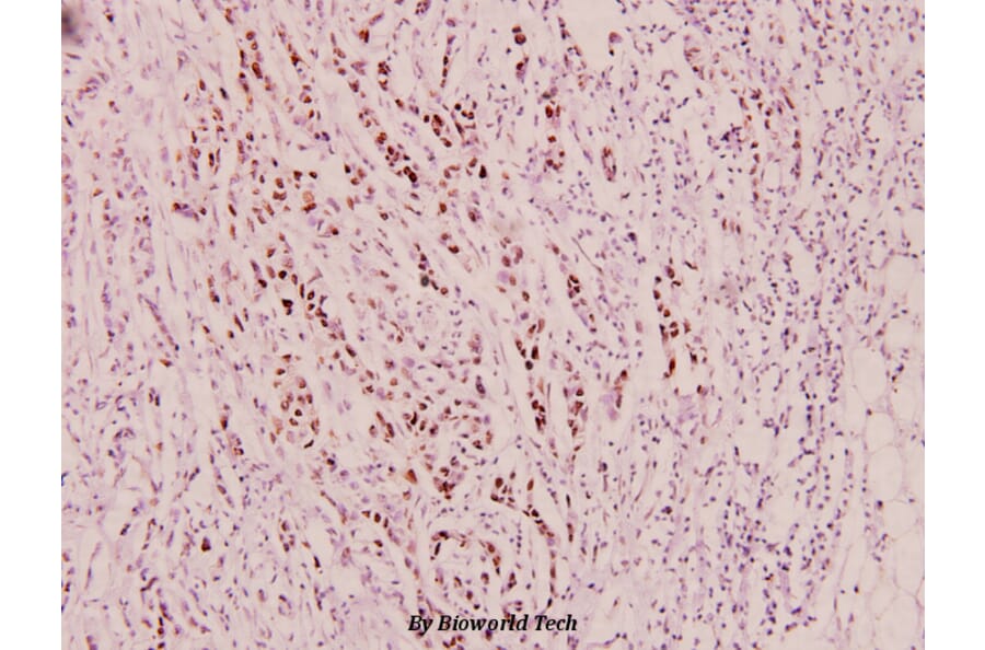 Anti-DNA-PK (phospho-Y2609) Antibody from Bioworld Technology (BS5066) - Antibodies.com