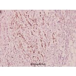 Anti-DNA-PK (phospho-Y2609) Antibody from Bioworld Technology (BS5066) - Antibodies.com