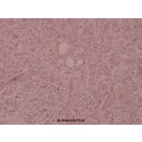 Anti-FGFR1 (phospho-Y154) Antibody from Bioworld Technology (BS5070) - Antibodies.com