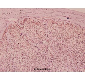 Anti-Flt3 (phospho-Y591) Antibody from Bioworld Technology (BS5071) - Antibodies.com