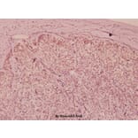 Anti-Flt3 (phospho-Y591) Antibody from Bioworld Technology (BS5071) - Antibodies.com