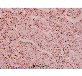 Anti-HDAC1 (phospho-S421/423) Antibody from Bioworld Technology (BS5077) - Antibodies.com