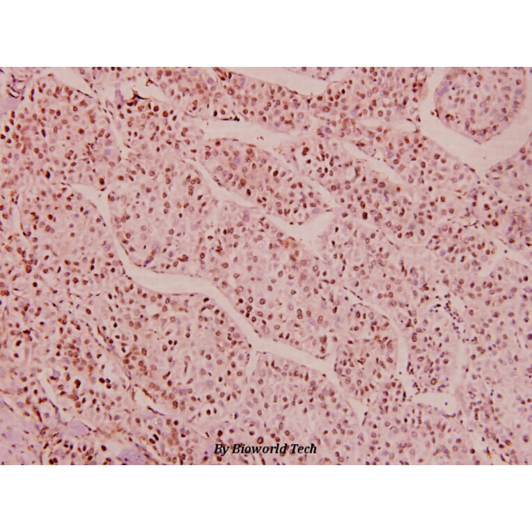 Anti-HDAC1 (phospho-S421/423) Antibody from Bioworld Technology (BS5077) - Antibodies.com