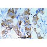 Anti-IGF-1R (phospho-Y980) Antibody from Bioworld Technology (BS5081) - Antibodies.com
