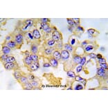 Anti-IRS-1 (phospho-S612) Antibody from Bioworld Technology (BS5084) - Antibodies.com