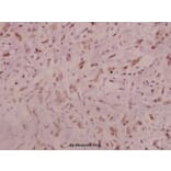 Anti-NMDAζ1 (phospho-S896) Antibody from Bioworld Technology (BS5090) - Antibodies.com