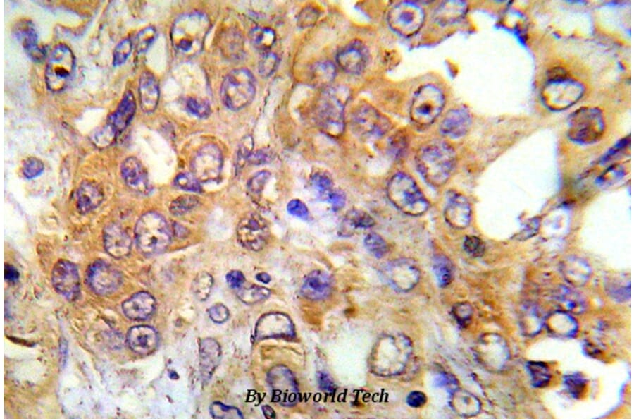 Anti-AMPKα1/2 (N180) Antibody from Bioworld Technology (BS5503) - Antibodies.com