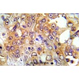 Anti-AMPKα1/2 (N180) Antibody from Bioworld Technology (BS5503) - Antibodies.com