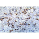 Anti-CaMKIIα (K292) Antibody from Bioworld Technology (BS5510) - Antibodies.com