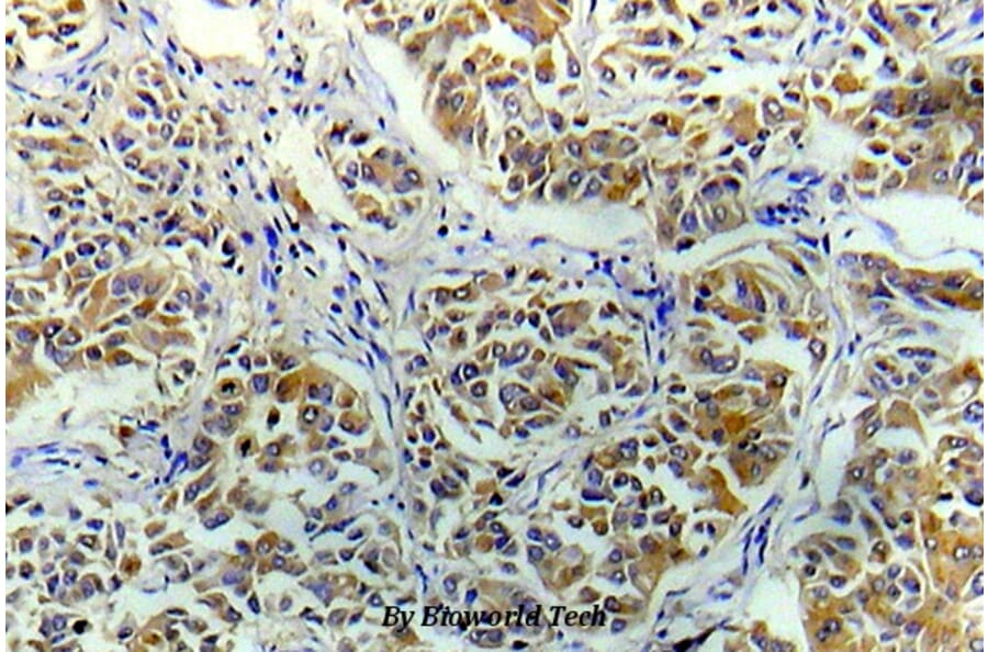 Anti-eIF4E (R215) Antibody from Bioworld Technology (BS5516) - Antibodies.com