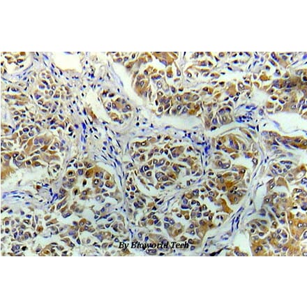 Anti-eIF4E (R215) Antibody from Bioworld Technology (BS5516) - Antibodies.com