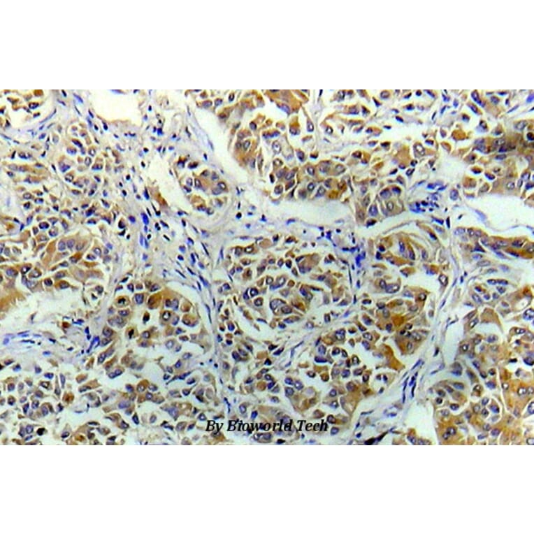 Anti-eIF4E (R215) Antibody from Bioworld Technology (BS5516) - Antibodies.com