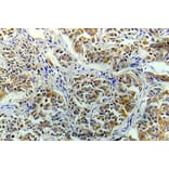 Anti-eIF4E (R215) Antibody from Bioworld Technology (BS5516) - Antibodies.com