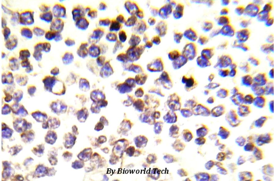 Anti-Histone H2A.X (E145) Antibody from Bioworld Technology (BS5524) - Antibodies.com