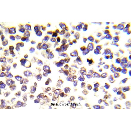 Anti-Histone H2A.X (E145) Antibody from Bioworld Technology (BS5524) - Antibodies.com