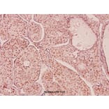 Anti-P53 (D43) Antibody from Bioworld Technology (BS5529) - Antibodies.com