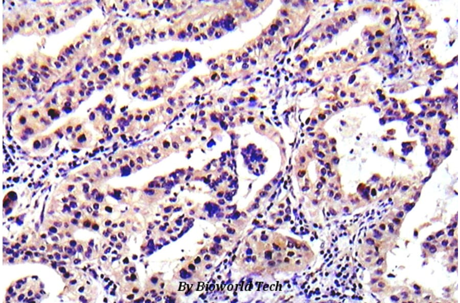 Anti-PTEN (D386) Antibody from Bioworld Technology (BS5534) - Antibodies.com