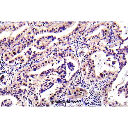 Anti-PTEN (D386) Antibody from Bioworld Technology (BS5534) - Antibodies.com
