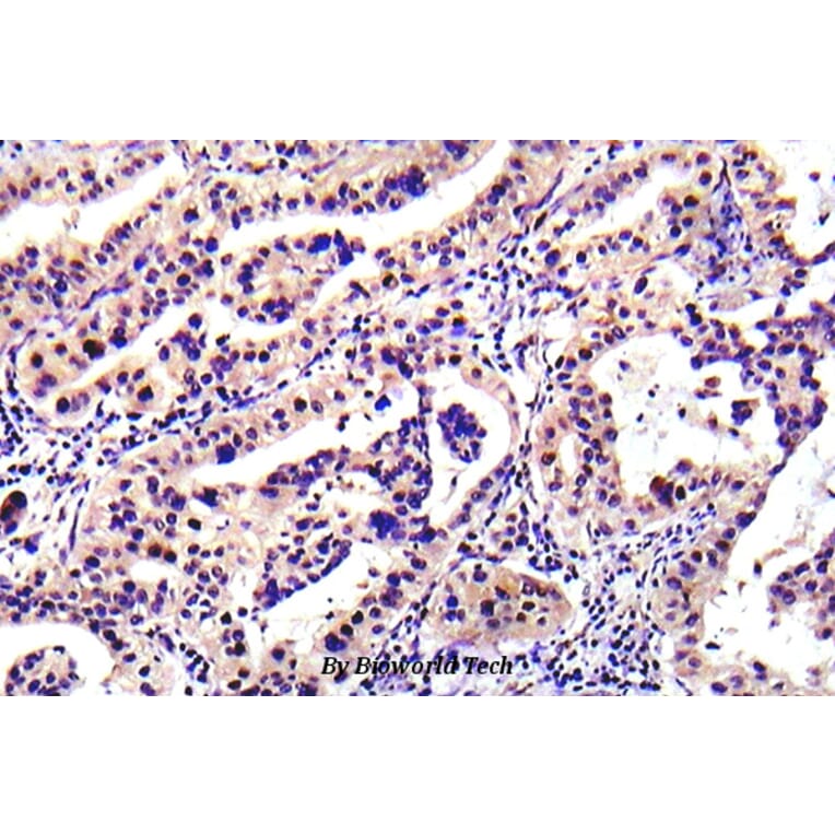 Anti-PTEN (D386) Antibody from Bioworld Technology (BS5534) - Antibodies.com
