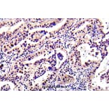 Anti-PTEN (D386) Antibody from Bioworld Technology (BS5534) - Antibodies.com