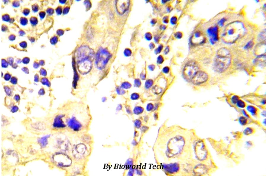 Anti-c-Src (N535) Antibody from Bioworld Technology (BS5536) - Antibodies.com