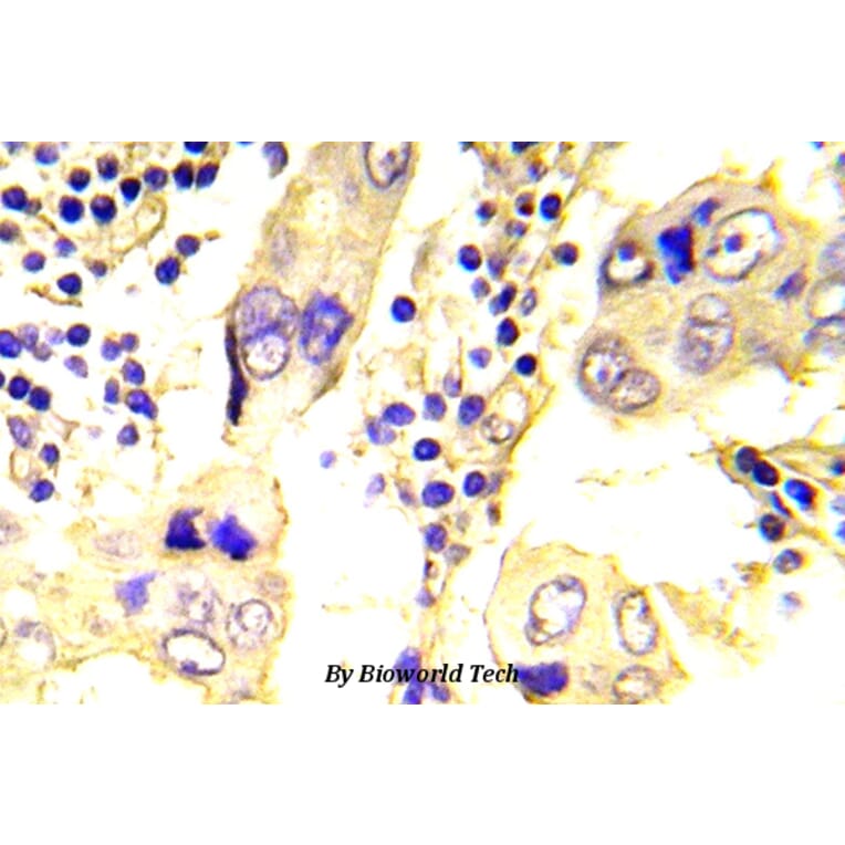Anti-c-Src (N535) Antibody from Bioworld Technology (BS5536) - Antibodies.com
