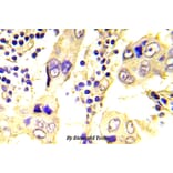 Anti-c-Src (N535) Antibody from Bioworld Technology (BS5536) - Antibodies.com