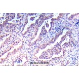 Anti-VEGFR2/Flk-1 (P957) Antibody from Bioworld Technology (BS5542) - Antibodies.com