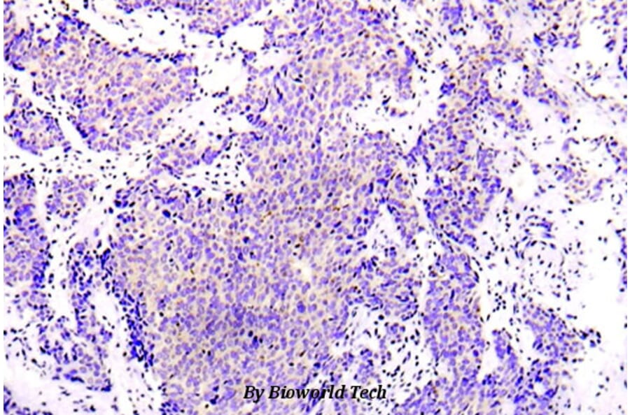 Anti-AMPKα1 (R493) Antibody from Bioworld Technology (BS5552) - Antibodies.com