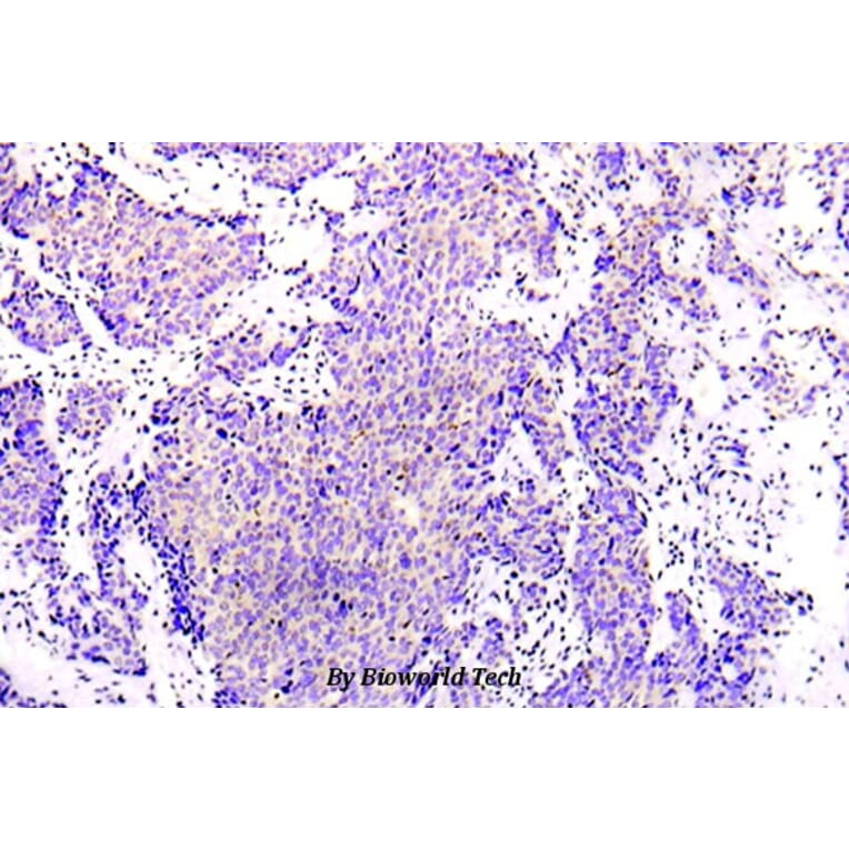 Anti-AMPKα1 (R493) Antibody from Bioworld Technology (BS5552) - Antibodies.com